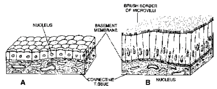 Covering and Lining Epithelium